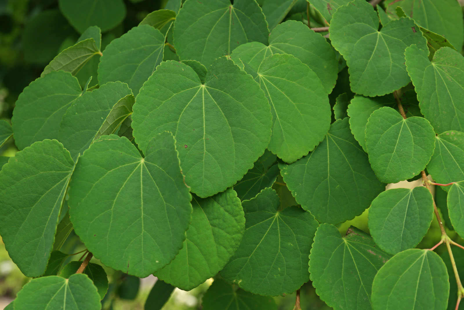 Cercidiphyllum japonicum
