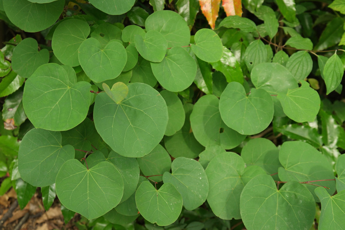 Cercis siliquastrum