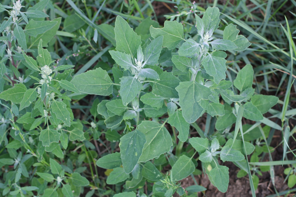 Chenopodium album