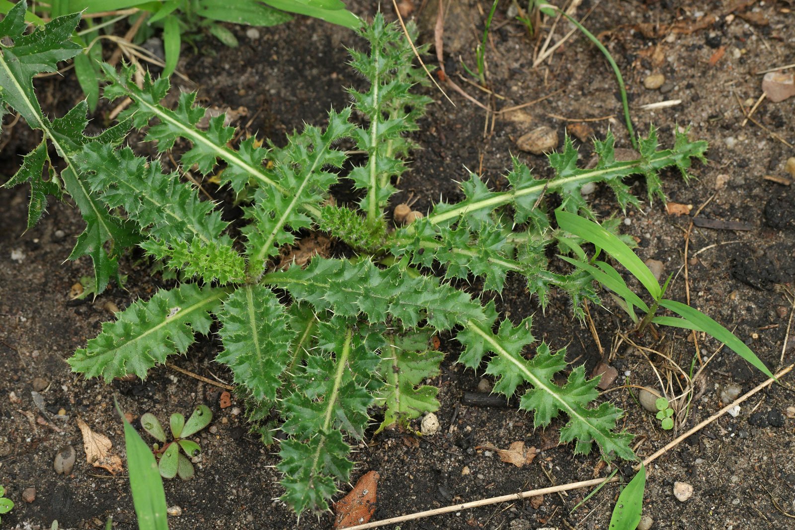 Cirsium acaulon