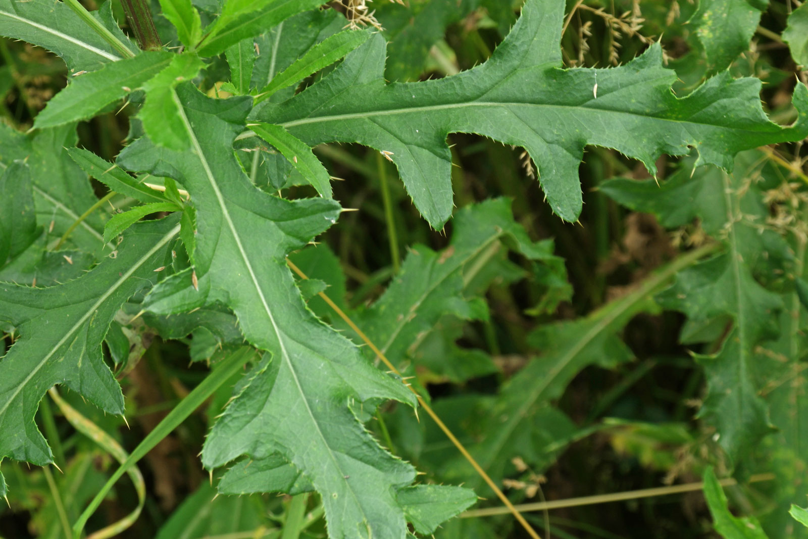 Cirsium arvense