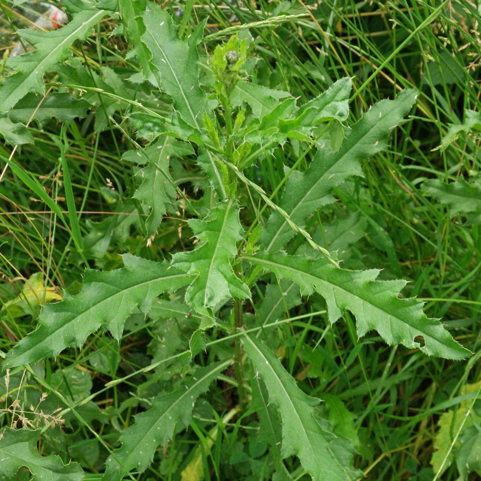 Cirsium arvense