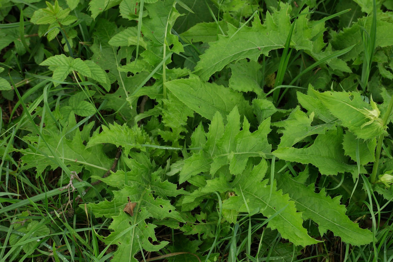 Cirsium oleraceum