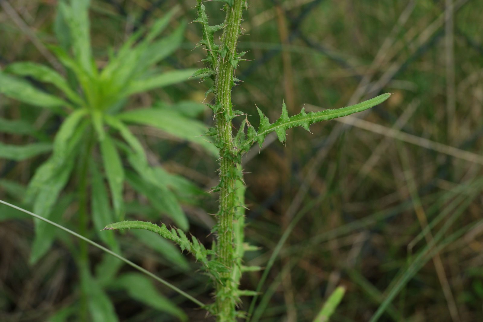 Cirsium palustre