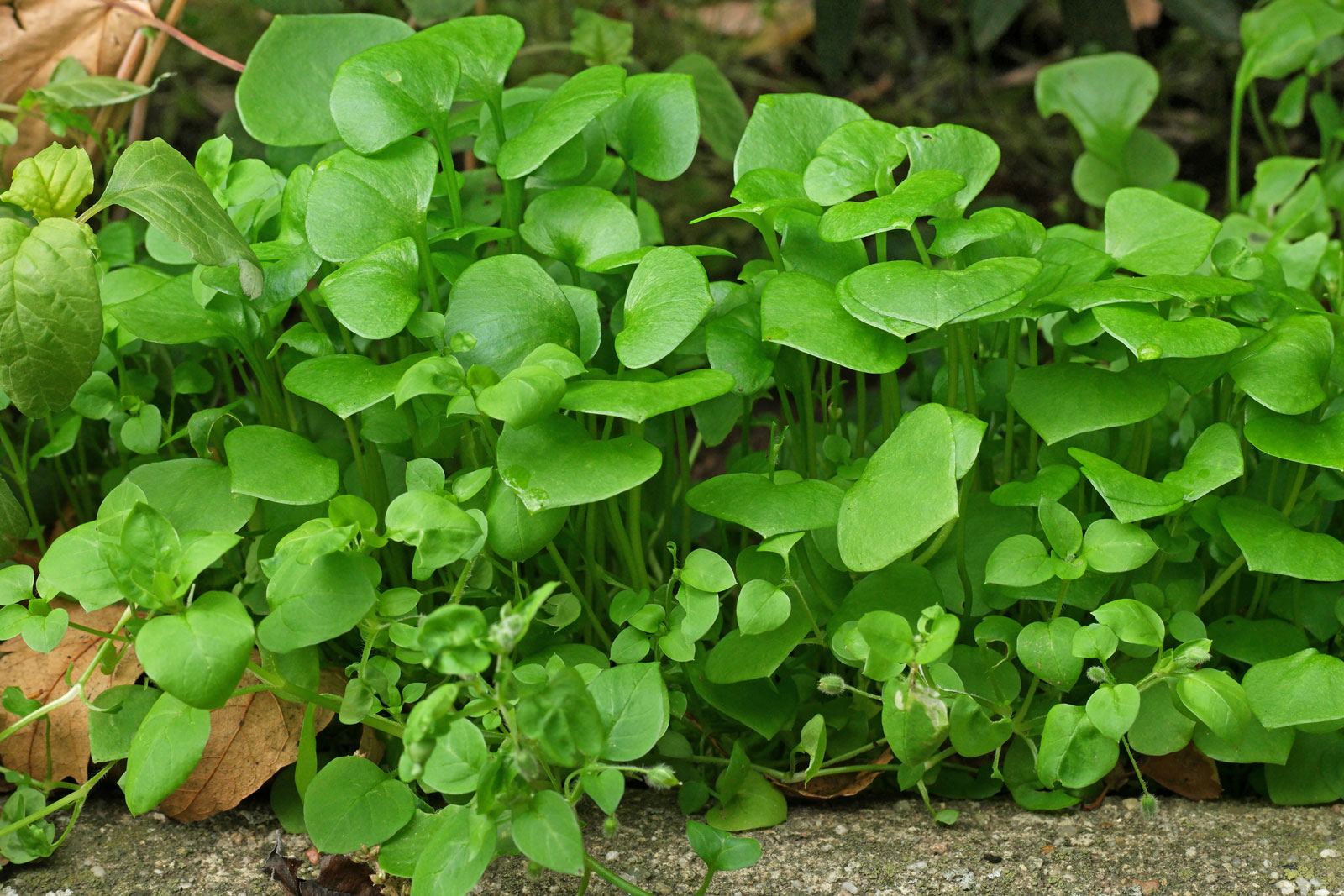 Claytonia perfoliata