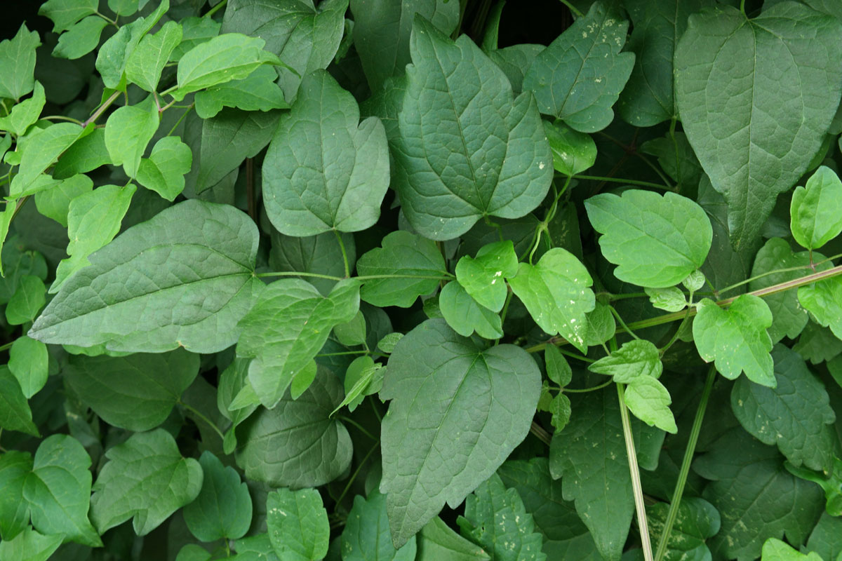 Clematis vitalba