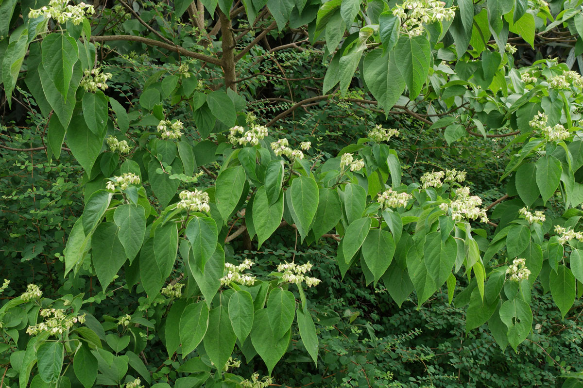 Clerodendrum trichotomum