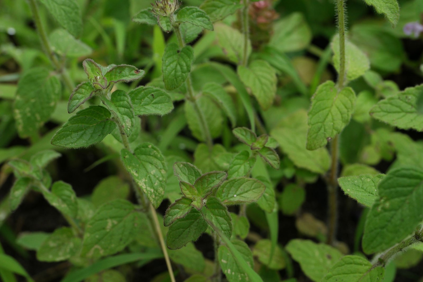 Clinopodium vulgare