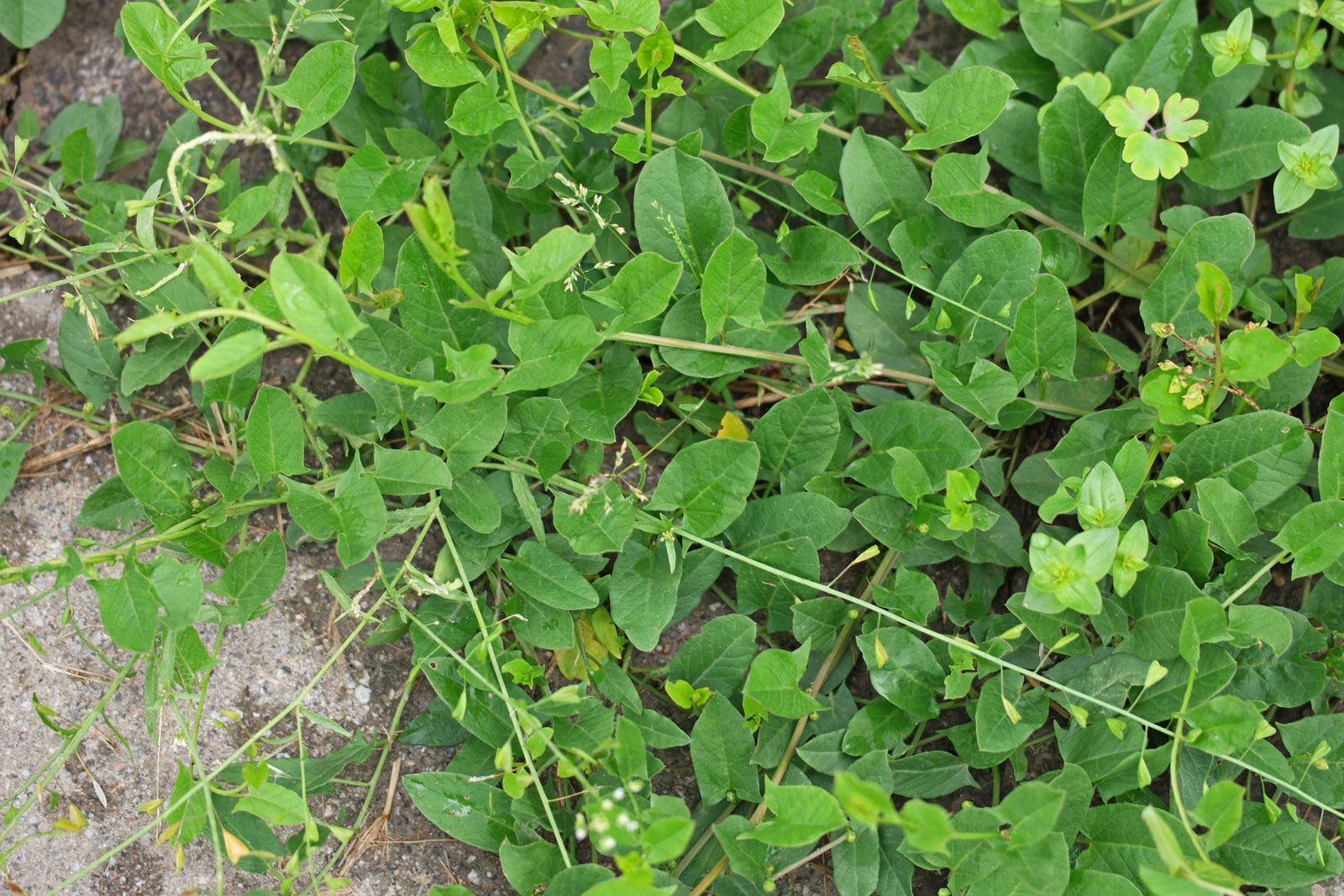 Convolvulus arvensis