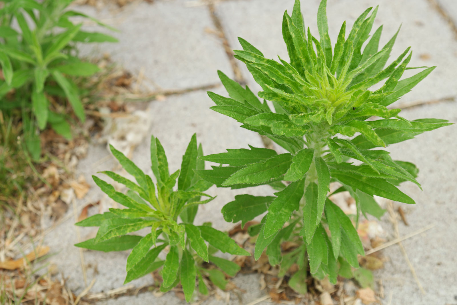 Conyza canadensis