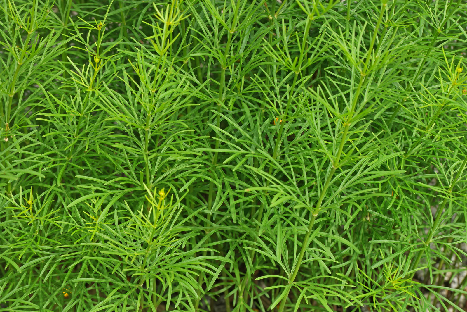 Coreopsis verticillata cv.