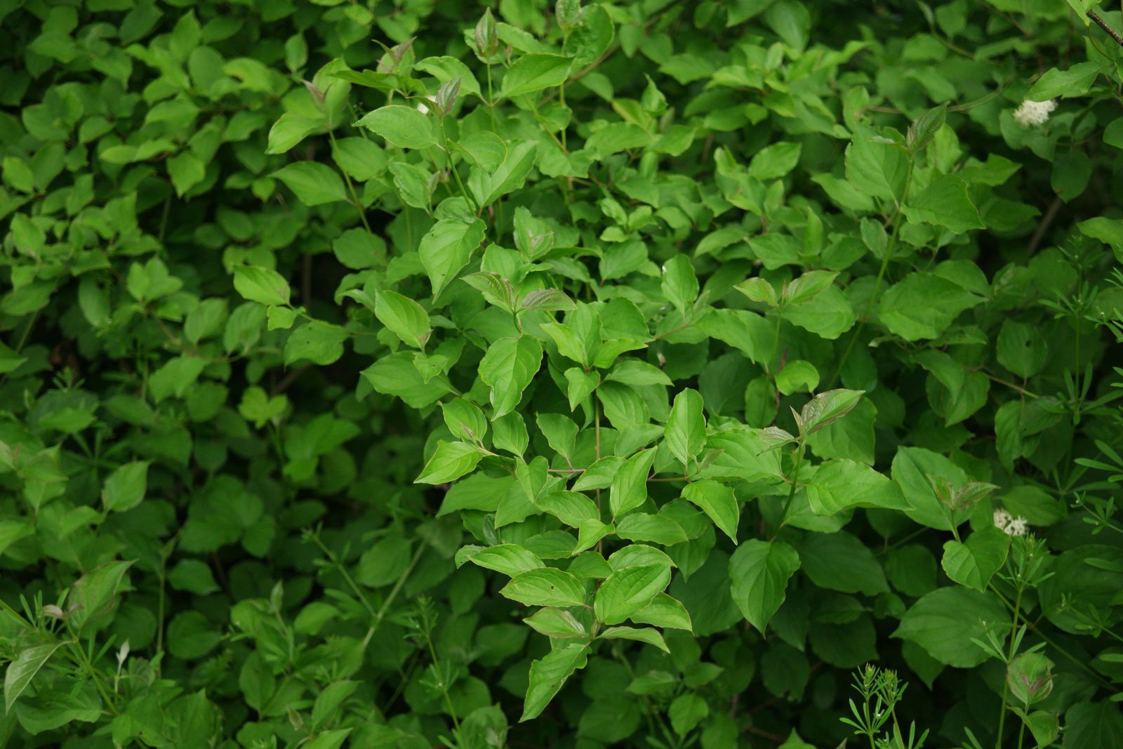 Cornus sanguinea