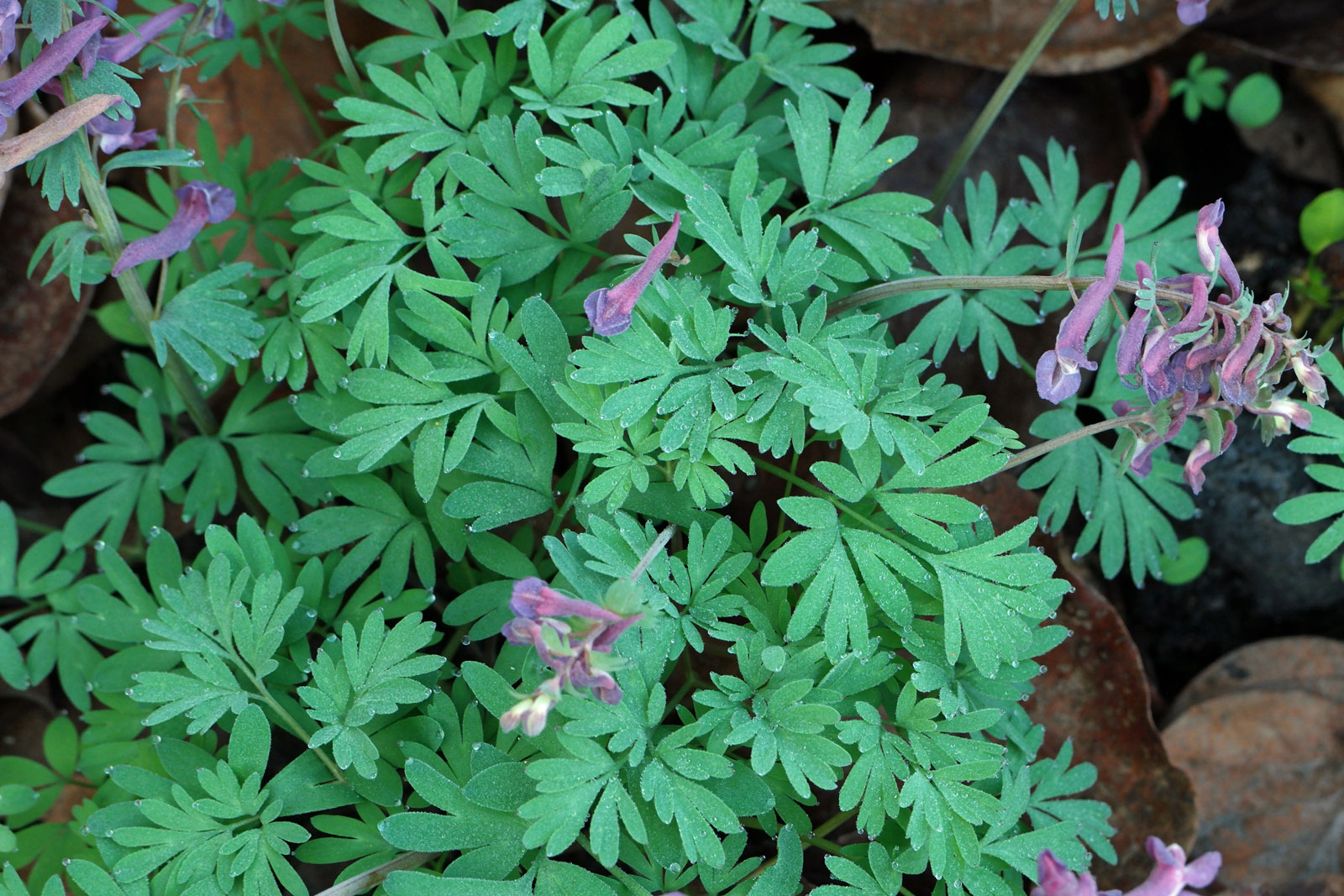 Corydalis solida