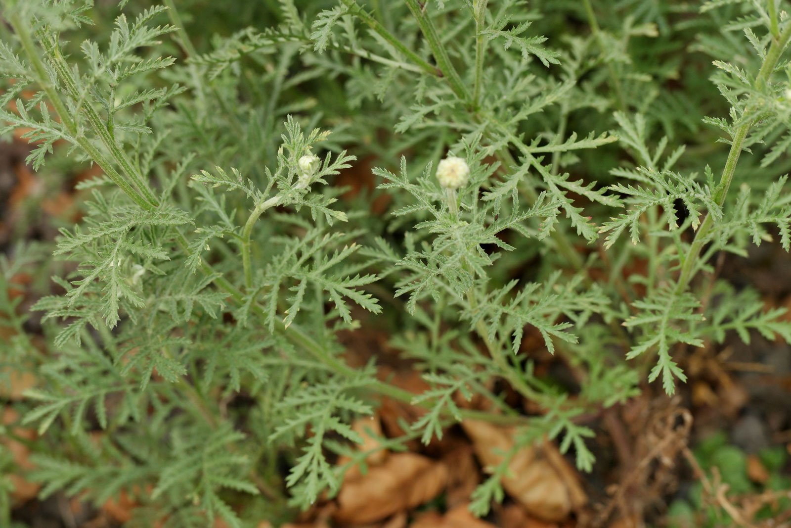 Cota tinctoria cv
