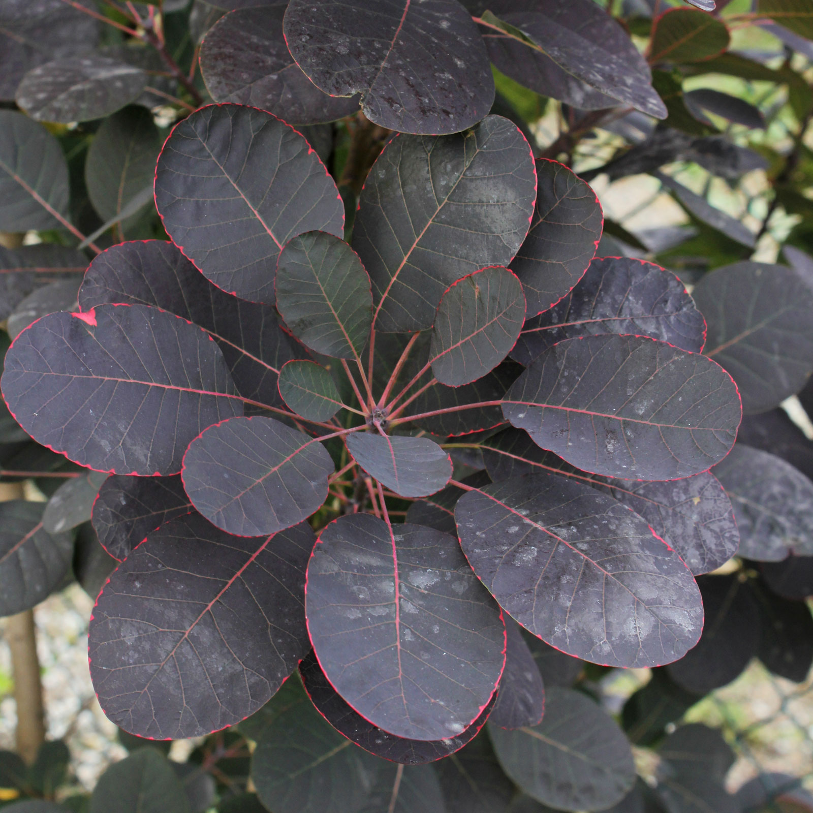 Cotinus coggygria