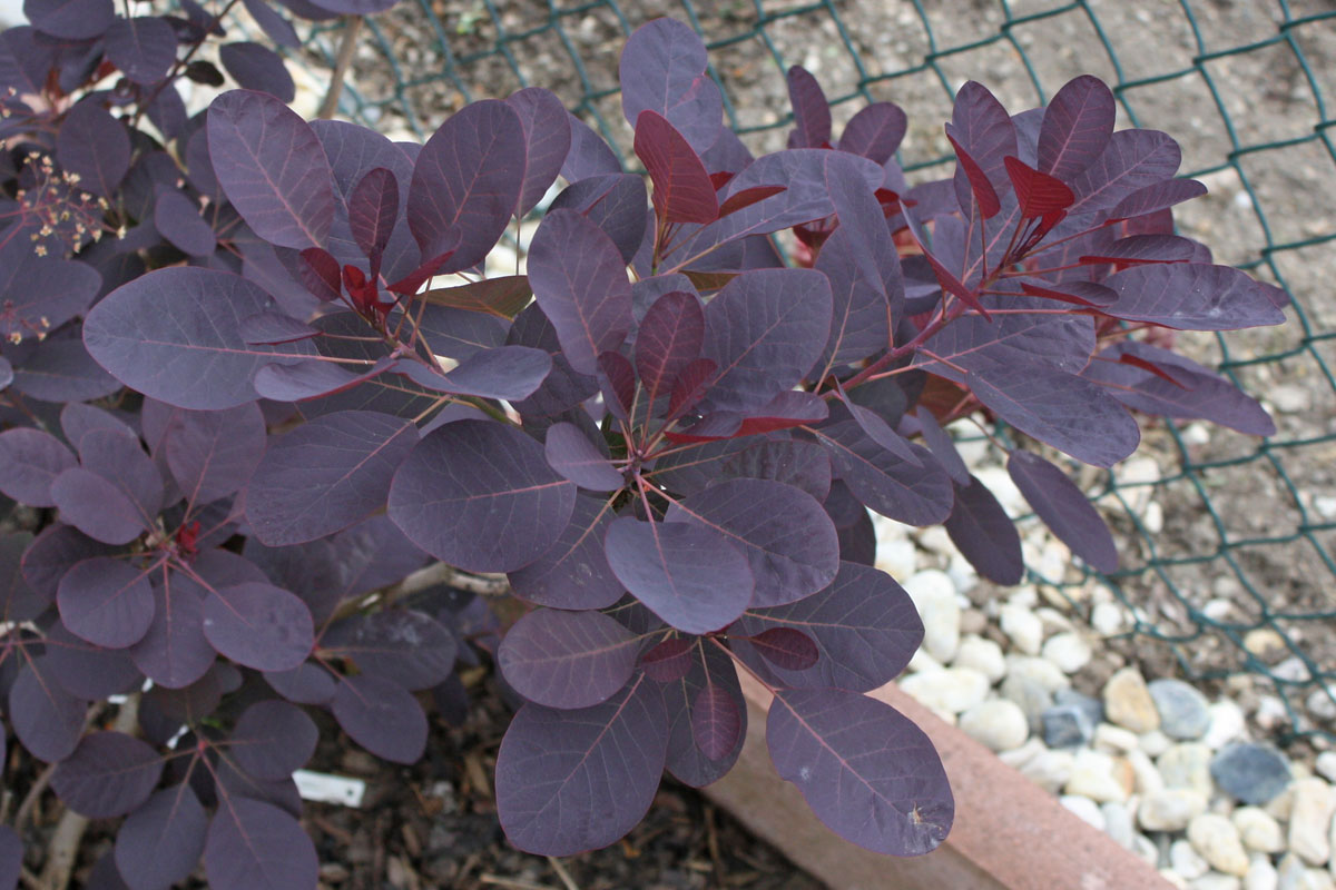 Cotinus coggygria
