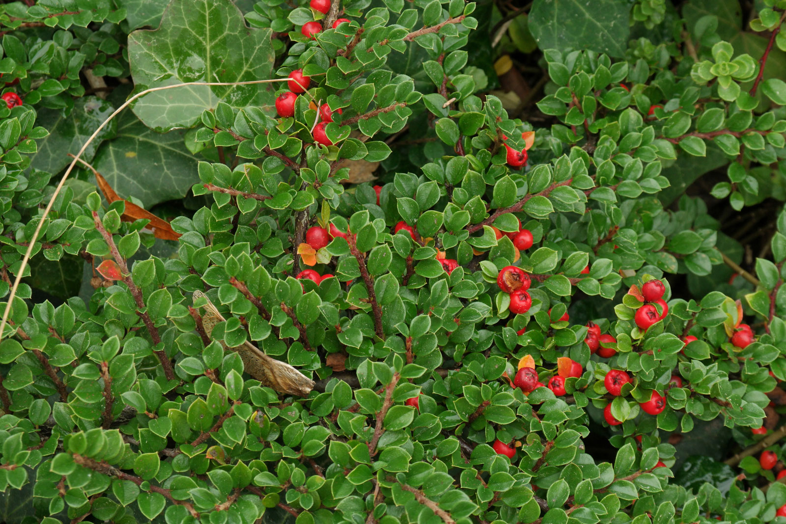Cotoneaster dammeri