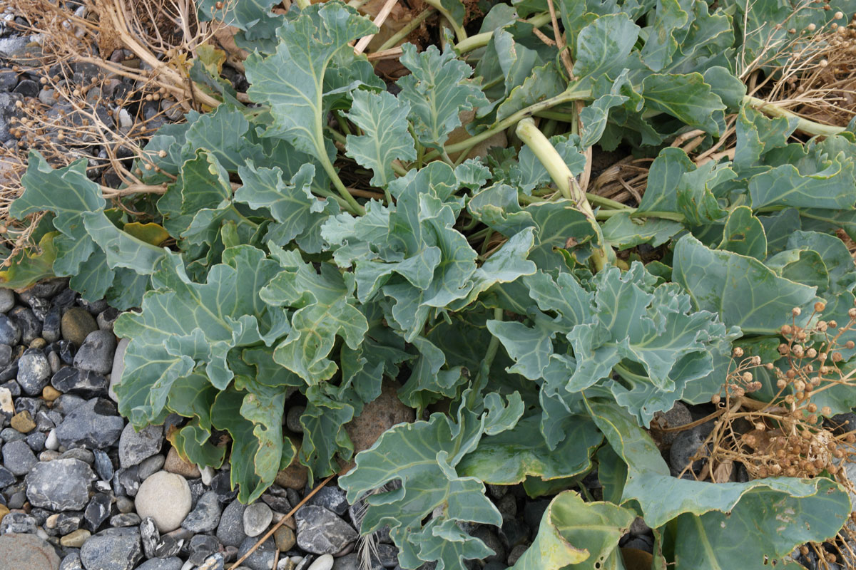 Crambe maritima