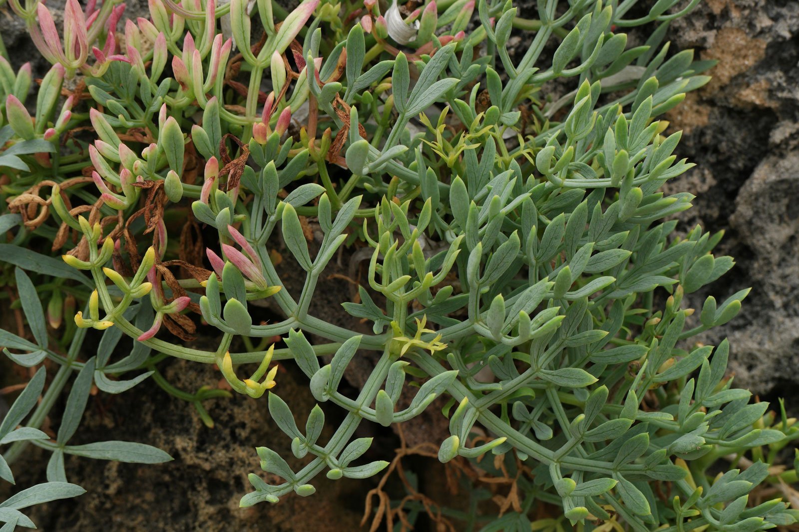 Crithmum maritimum