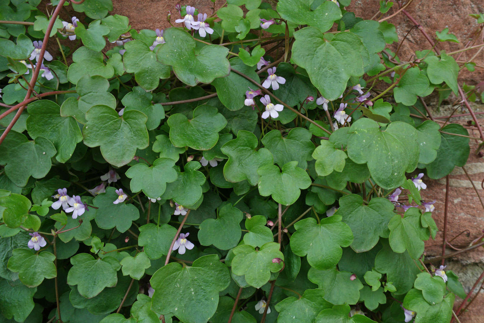 Cymbalaria muralis
