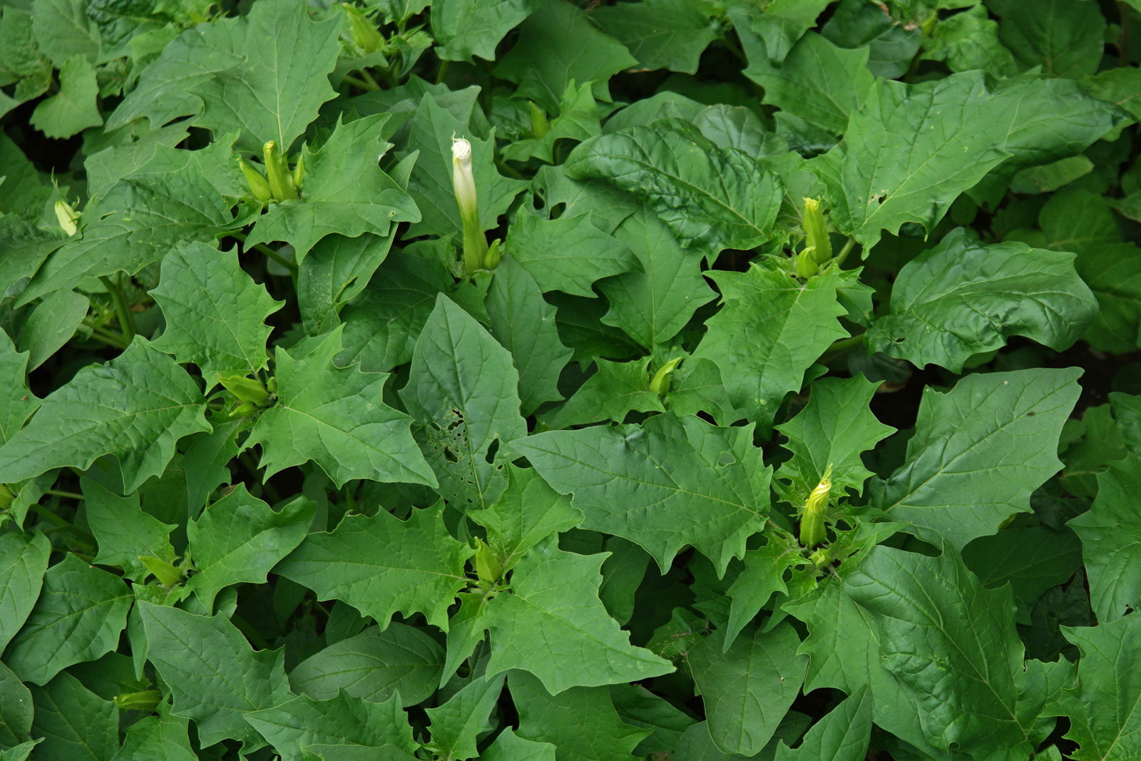 Datura stramonium