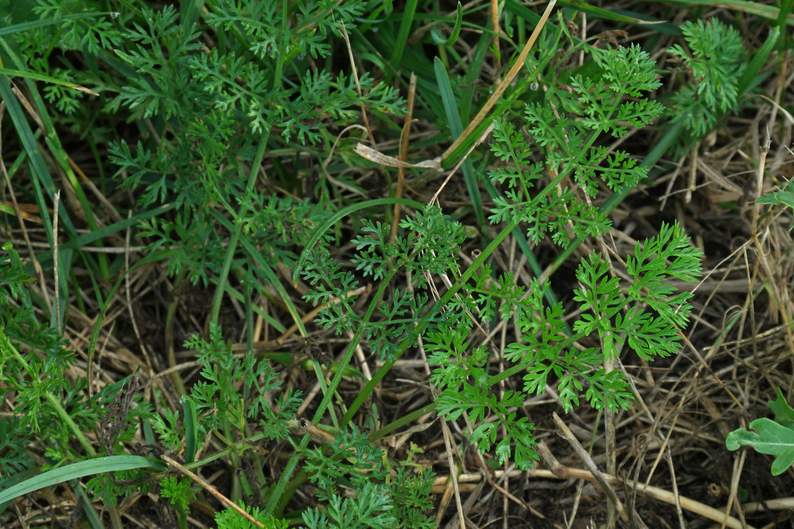 Daucus carota 