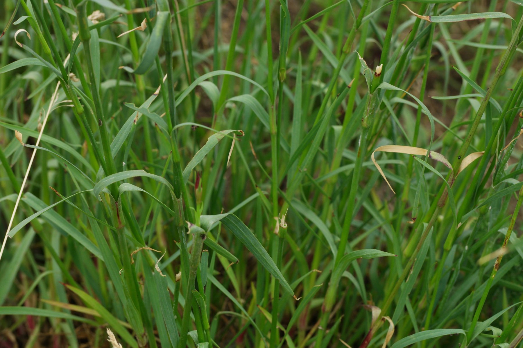 Dianthus carthusianorum
