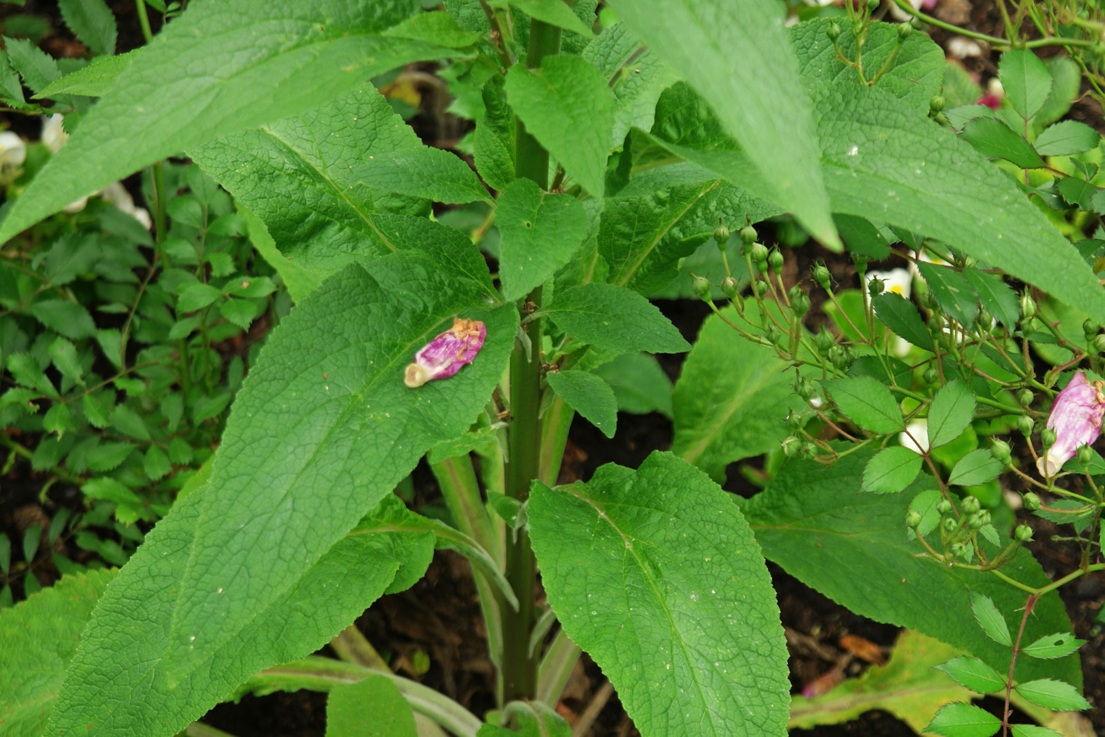 Digitalis purpurea