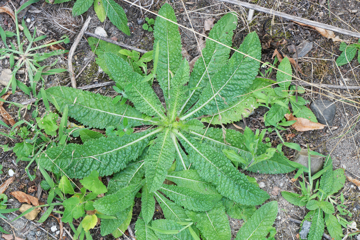 Dipsacus fullonum