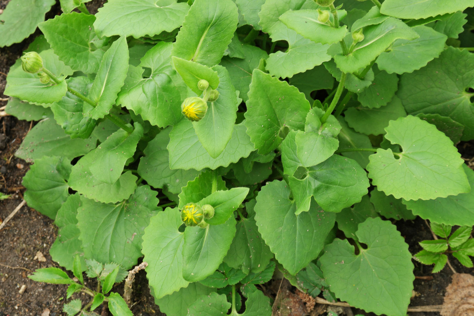 Doronicum orientale