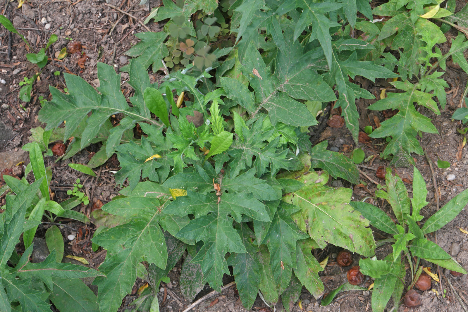 Echinops bannaticus