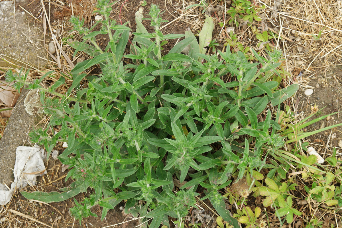Echium vulgare