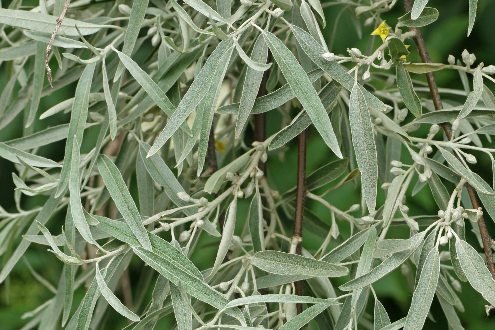 Elaeagnus angustifolia