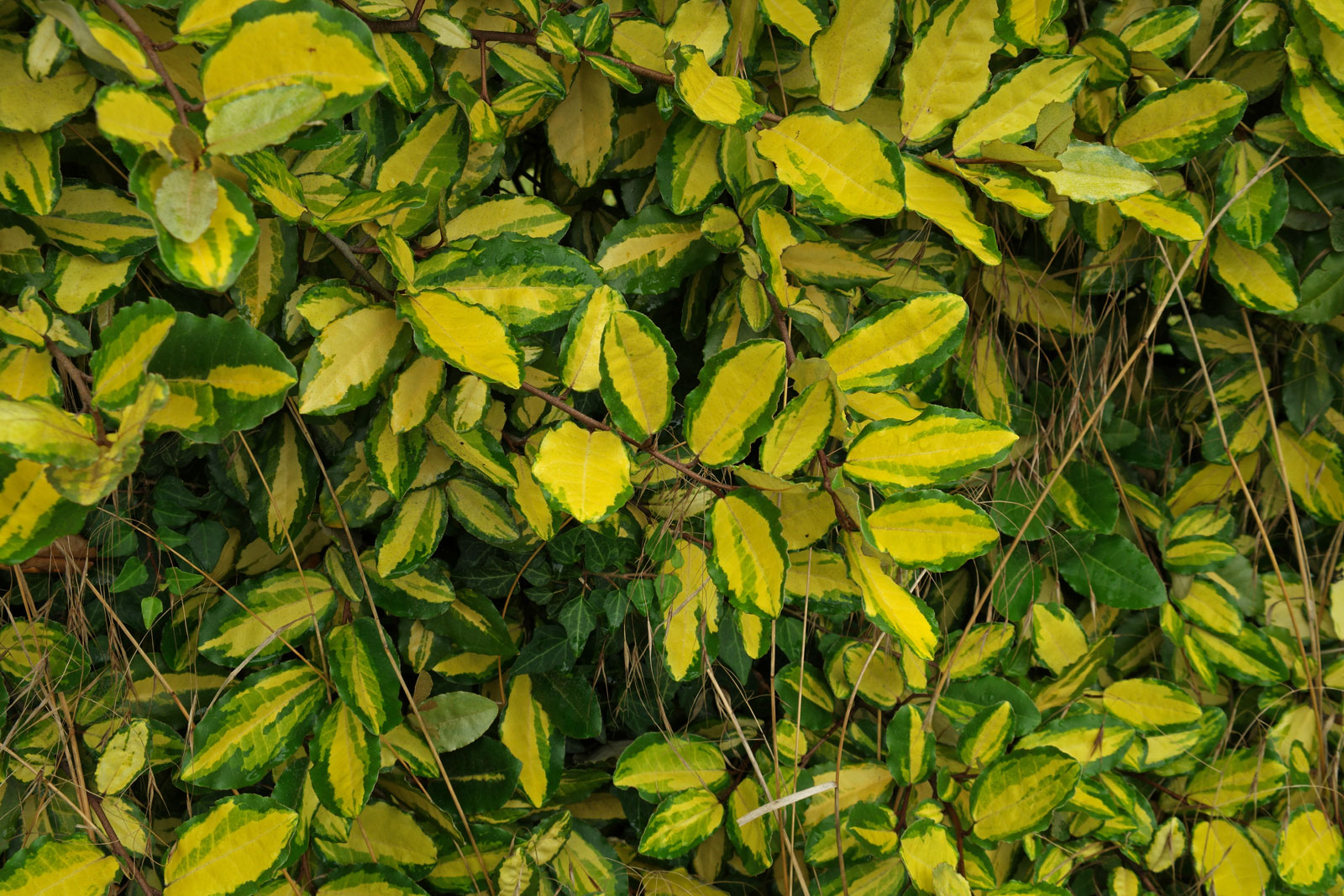 Elaeagnus pungens Maculata
