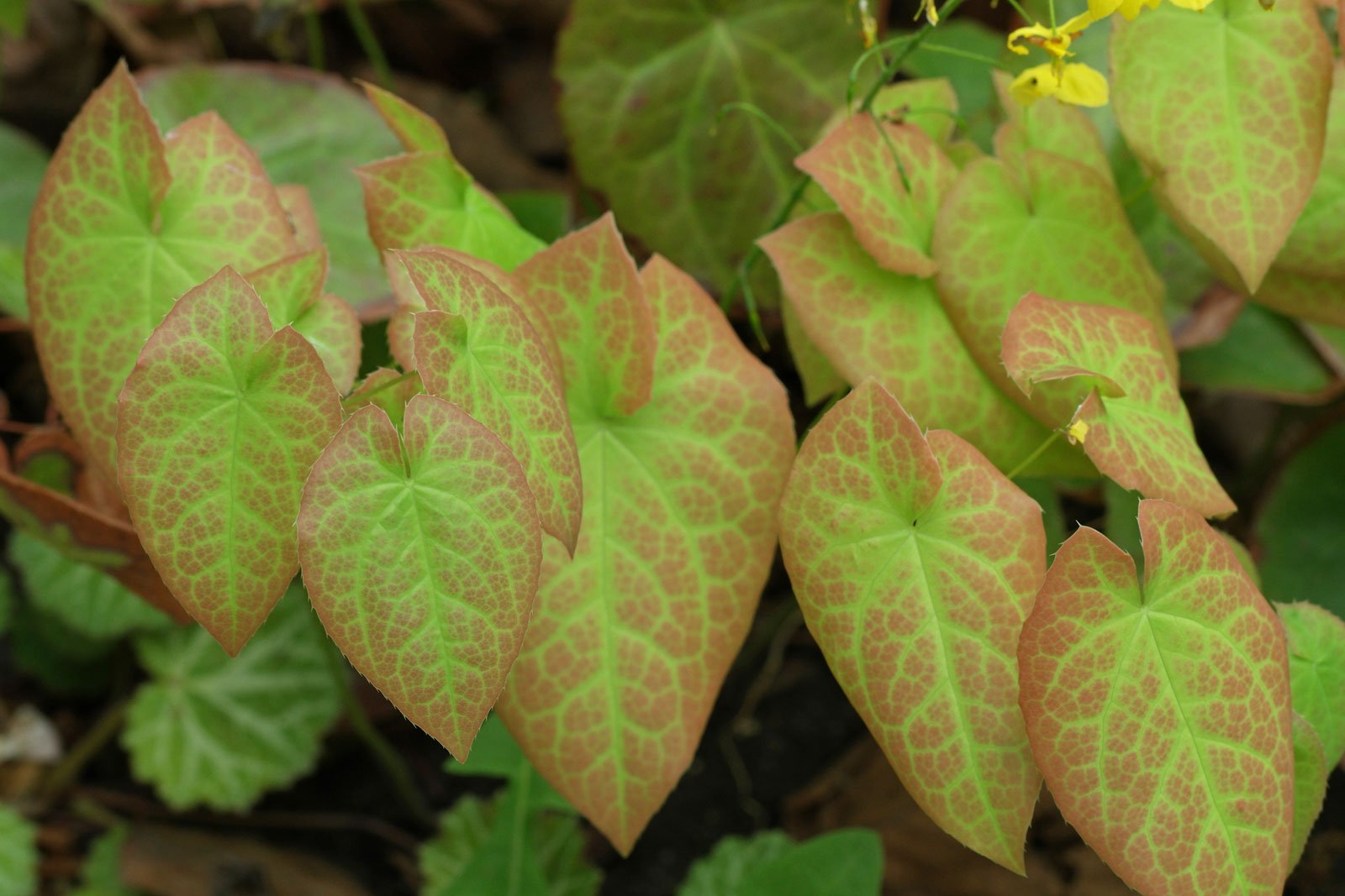 Epimedium pinnatum