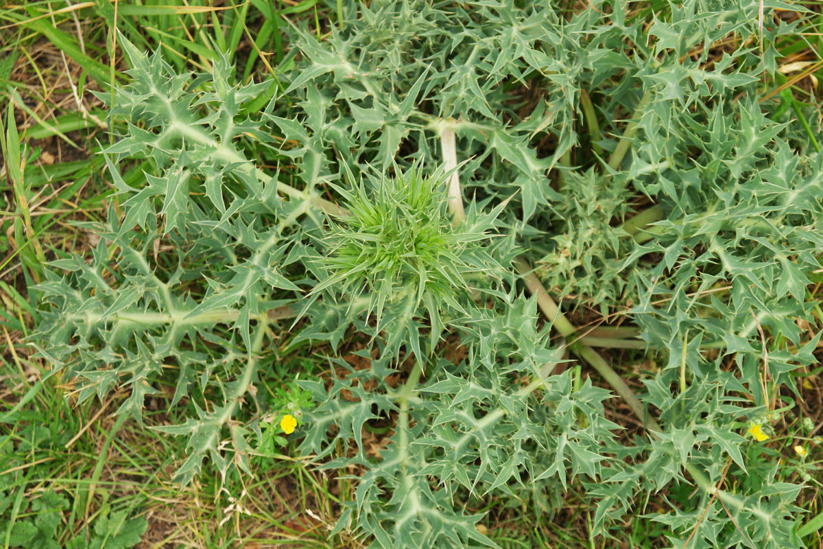 Eryngium campestre