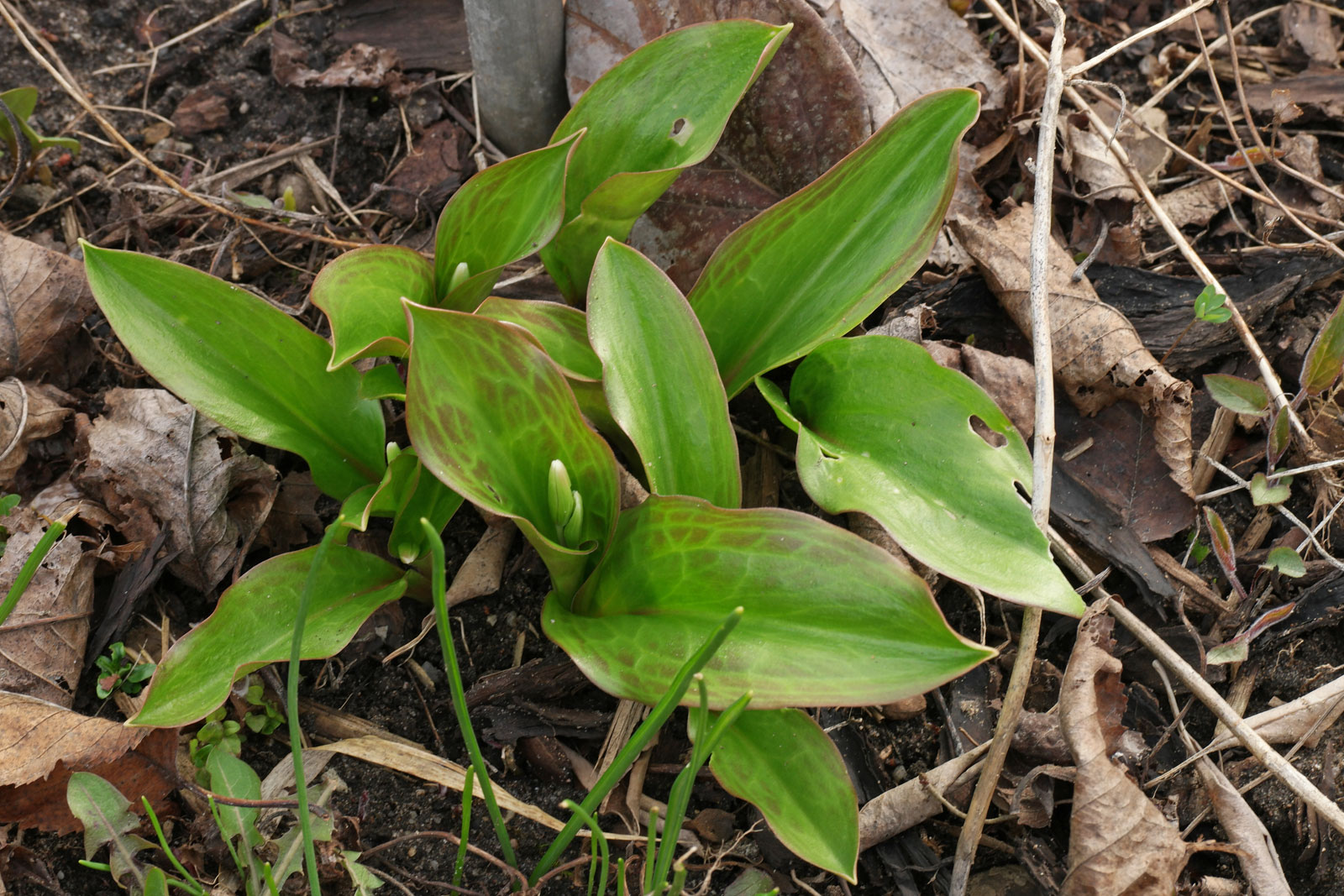 Erythronium Pagoda