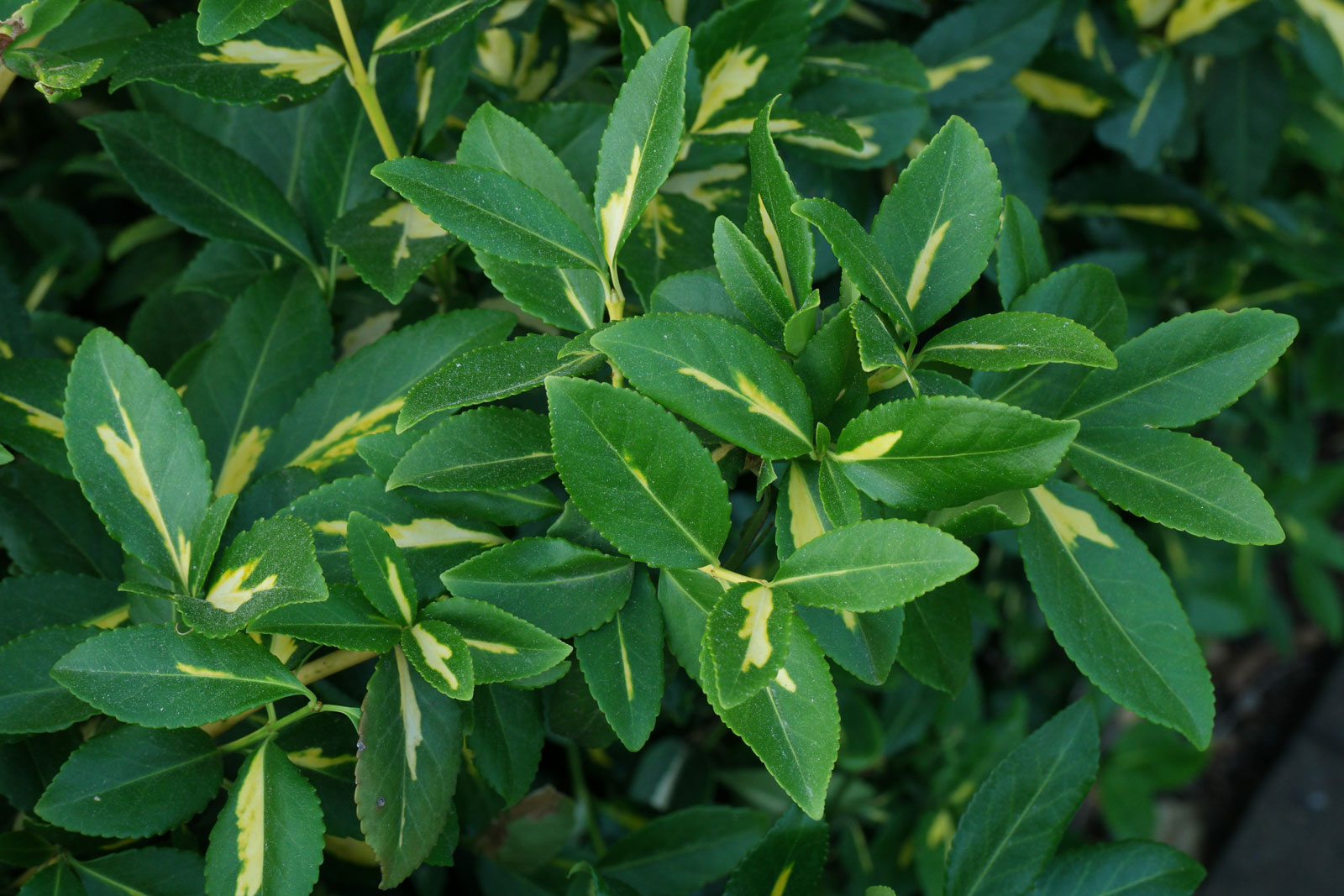 Euonymus fortunei Blondy