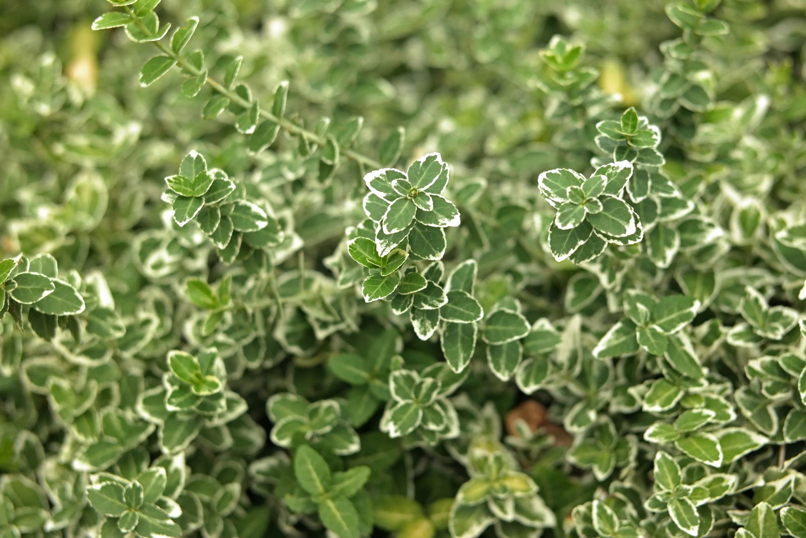 Euonymus fortunei Emerald Gaiety
