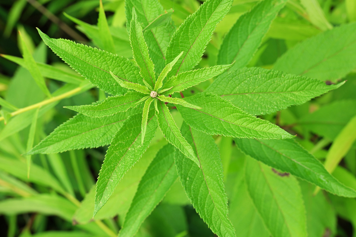 Eupatorium cannabinum