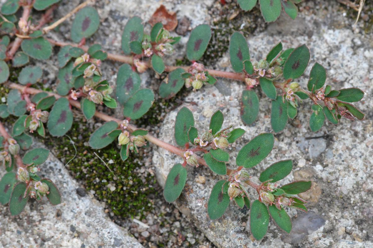 Euphorbia maculata
