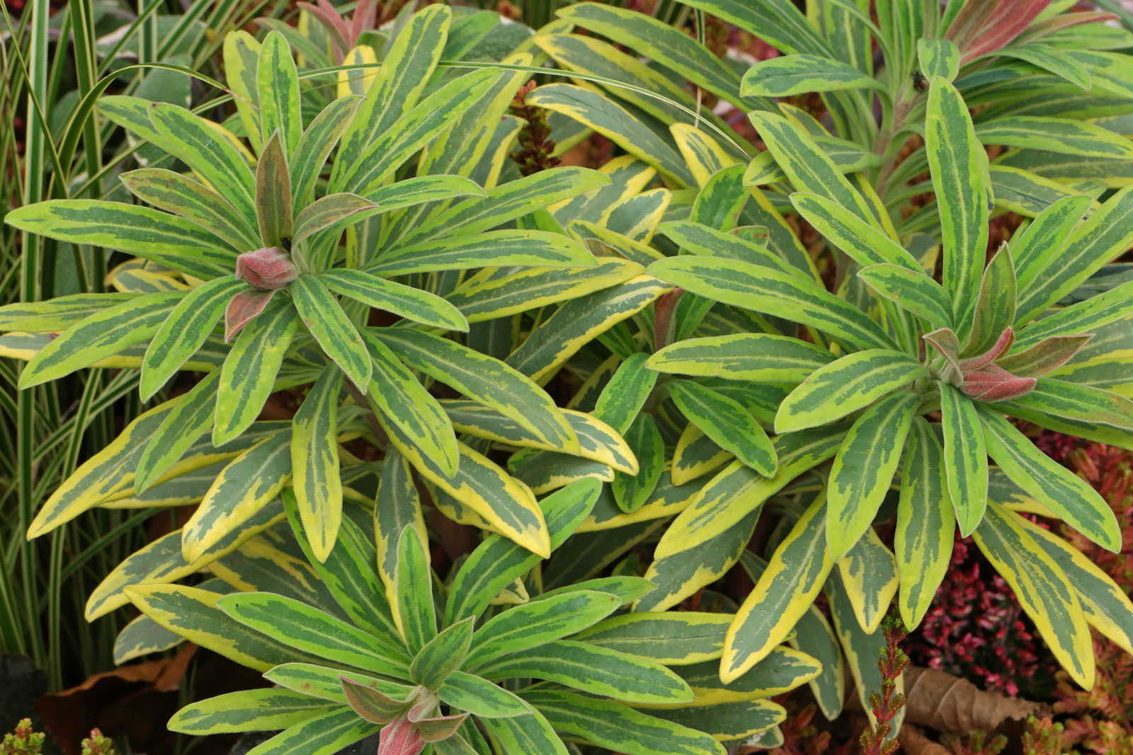 Euphorbia martini Ascot Rainbow
