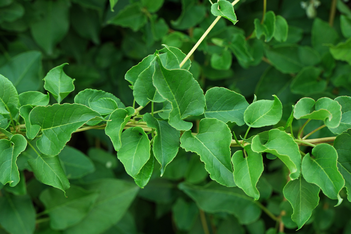 Fallopia baldschuanica