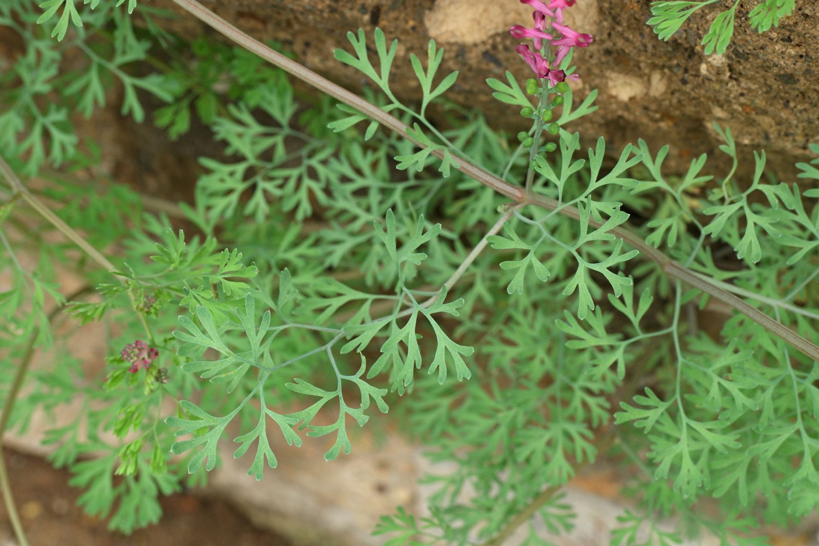 Fumaria officinalis