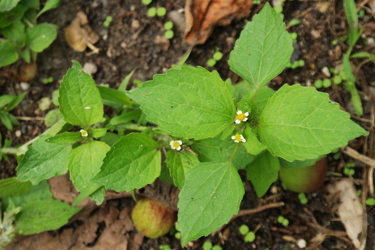 Galinsoga quadriradiata