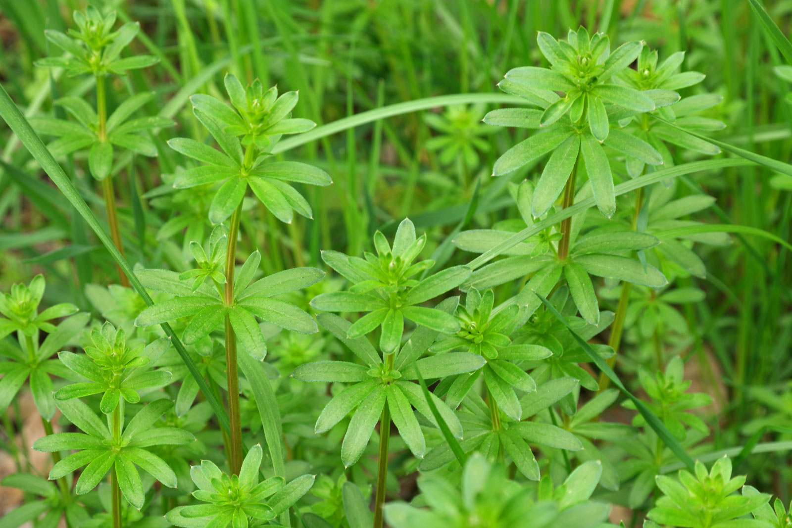 Galium mollugo