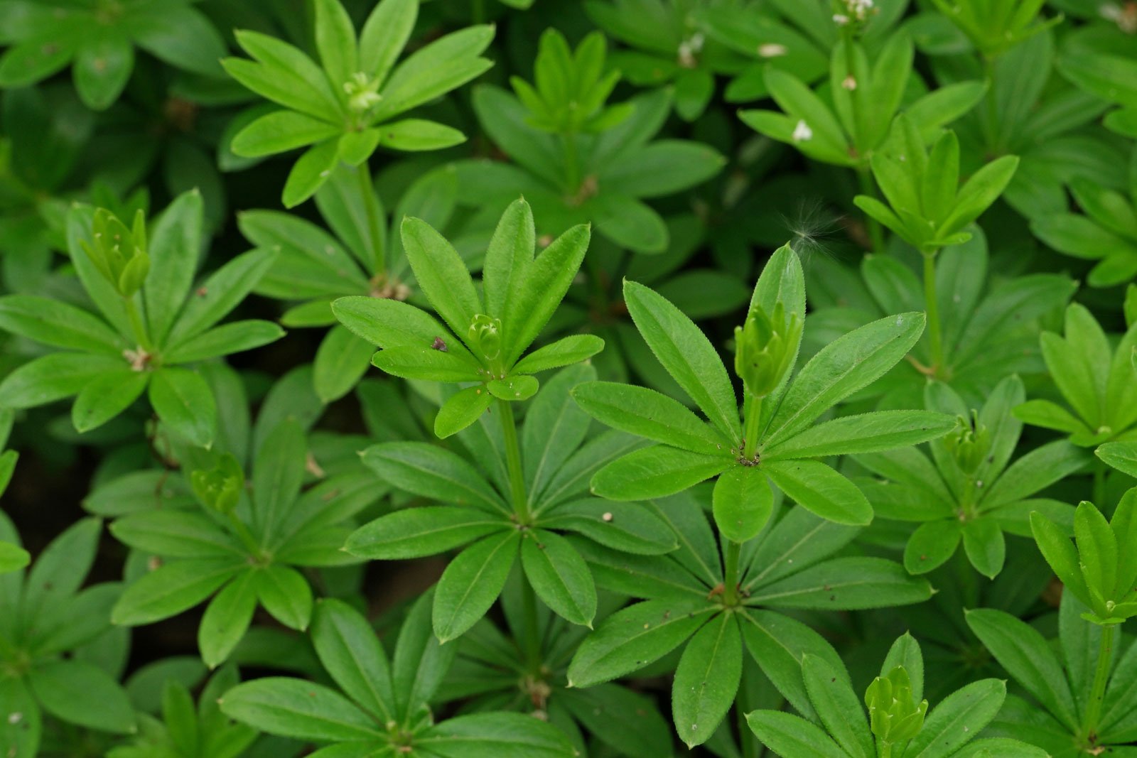 Galium odoratum