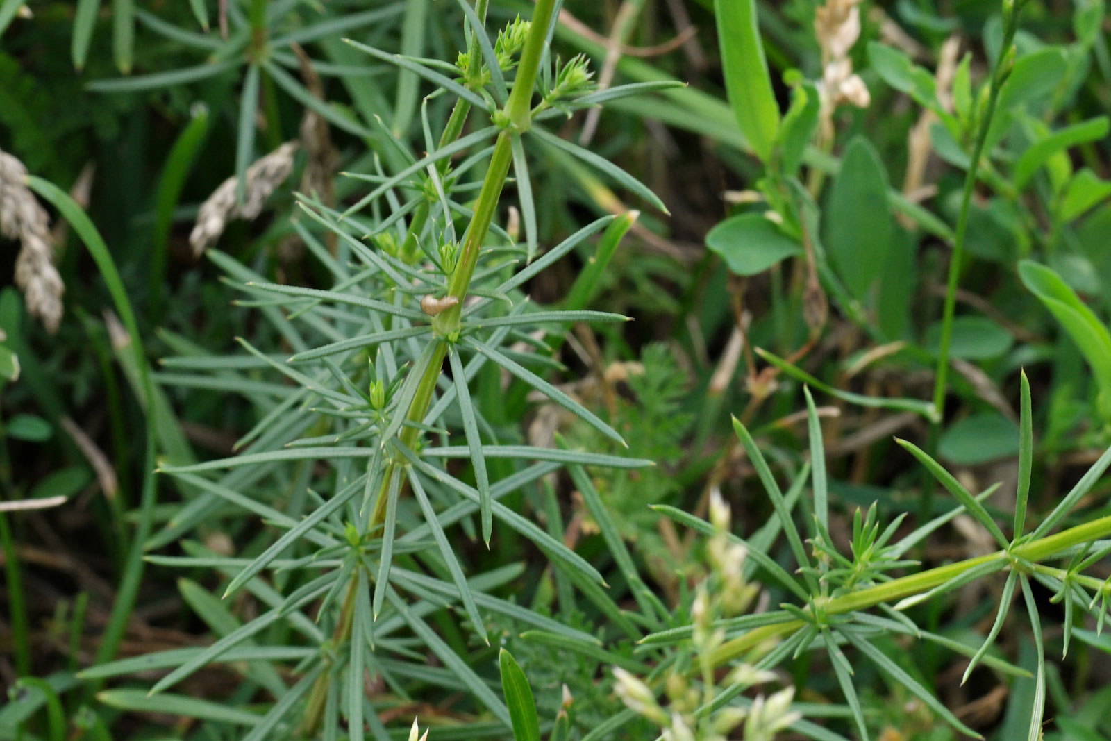 Galium verum