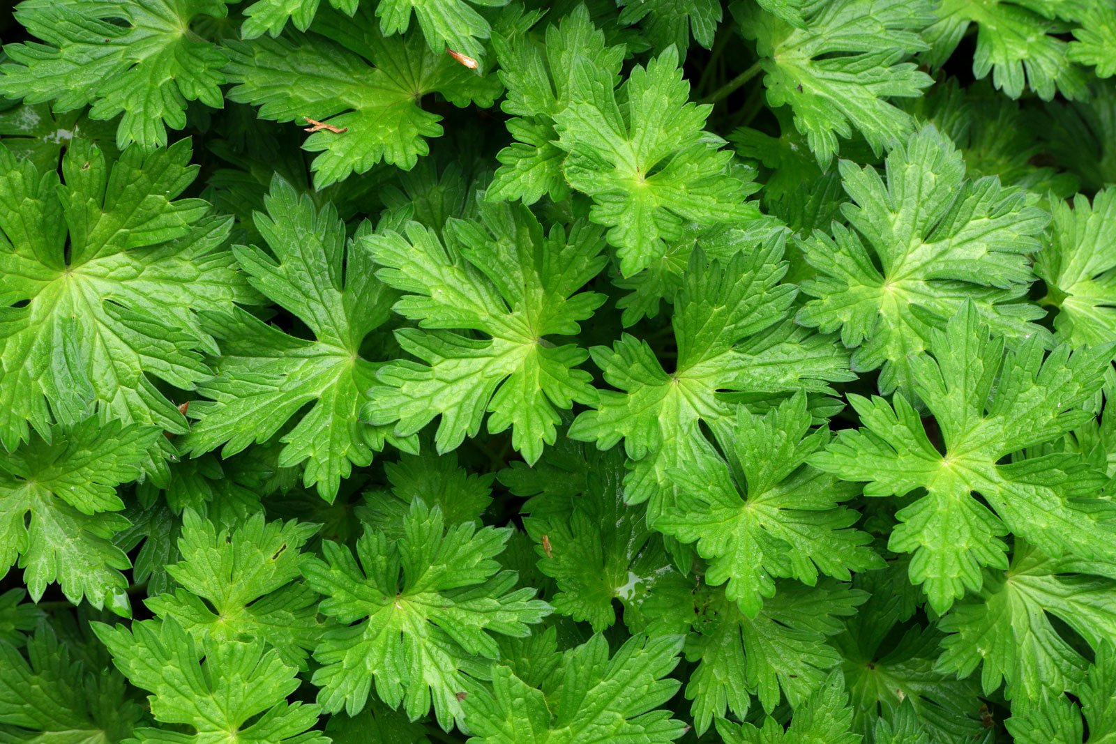 Geranium Rozanne