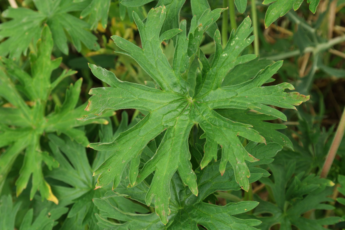 Geranium pratense